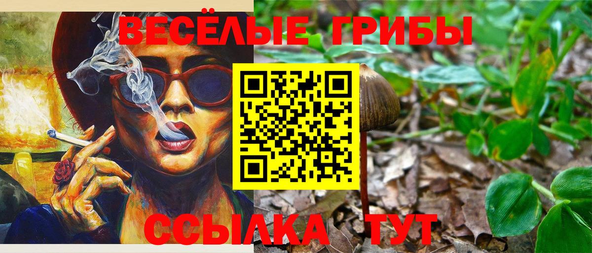 Псилоцибиновые грибы Psilocybe Сургут